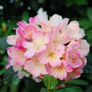 Rhododendron Plant Peach Yellow Flowers - 1 Gallon Pot - Dwarf Rhododendron