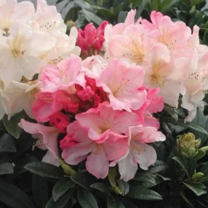 Rhododendron Plant Peach Yellow Flowers - 1 Gallon Pot - Dwarf Rhododendron