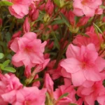 Rhododendron Plant - Peachy-Pink Azalea Bush - Gallon Pot - Flowering Shrub