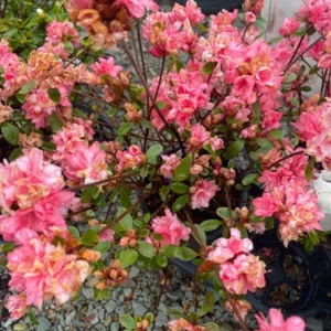 Rhododendron Plant - Peachy-Pink Azalea Bush - Gallon Pot - Flowering Shrub