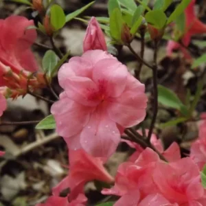 Rhododendron Plant - Peachy-Pink Azalea Bush - Gallon Pot - Flowering Shrub