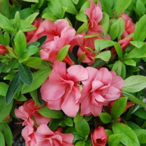 Rhododendron Plant - Peachy-Pink Azalea Bush - Gallon Pot - Flowering Shrub