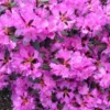 Rhododendron Plant Pink Flowers, 1-3 Year Old, Gallon Pot Size