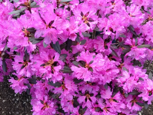 Rhododendron Plant Pink Flowers, 1-3 Year Old, Gallon Pot Size