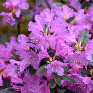Rhododendron Plant Pink Flowers, 1-3 Year Old, Gallon Pot Size