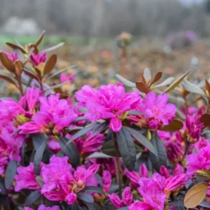 Rhododendron Plant Pink Flowers, 1-3 Year Old, Gallon Pot Size
