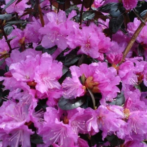 Rhododendron Plant Pink Flowers, 1-3 Year Old, Gallon Pot Size