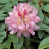 Rhododendron Plant Pink-Yellow Flowers, 1-3 Year Old, Gallon Pot