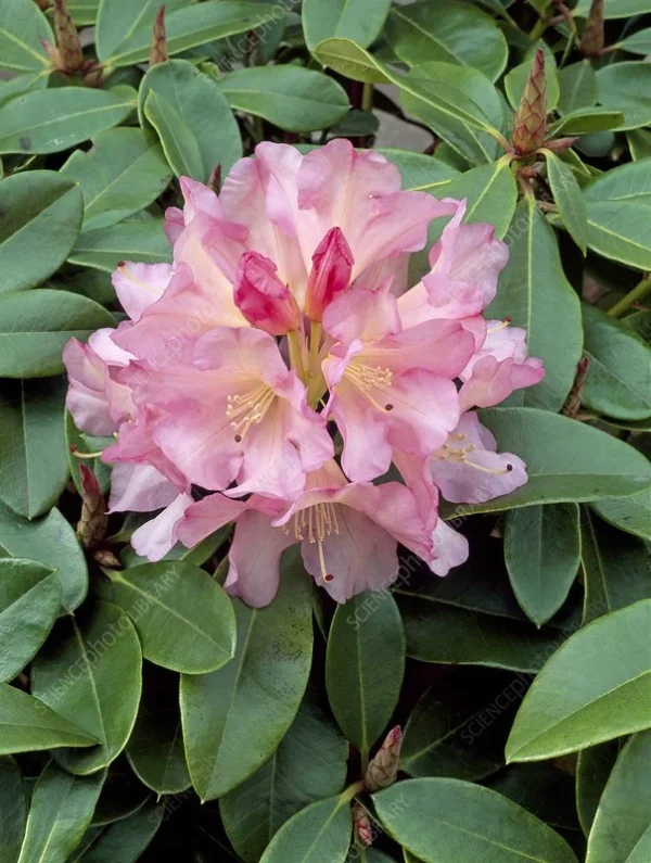 Rhododendron Plant Pink-Yellow Flowers, 1-3 Year Old, Gallon Pot