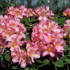 Rhododendron Plant Pink-Yellow Flowers, 1-3 Year Old, Gallon Pot