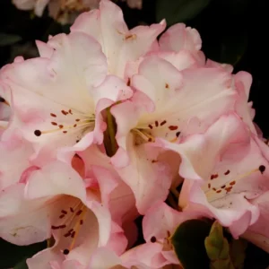Rhododendron Plant Pink-Yellow Flowers, 1-3 Year Old, Gallon Pot
