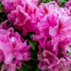 Rhododendron Plant - Purple-Pink Flowers, Gallon Pot - Evergreen Azalea