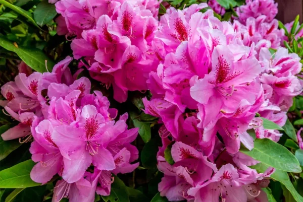 Rhododendron Plant - Purple-Pink Flowers, Gallon Pot - Evergreen Azalea