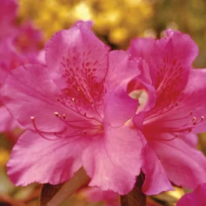 Rhododendron Plant - Purple-Pink Flowers, Gallon Pot - Evergreen Azalea