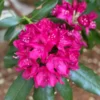 Rhododendron Plant - Red-Pink Flowers, Gallon Pot, Azalea Rhododendron