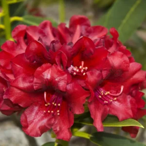 Rhododendron Plant Rich Black Red Flowers, 1-3 Year Old, Gallon Pot