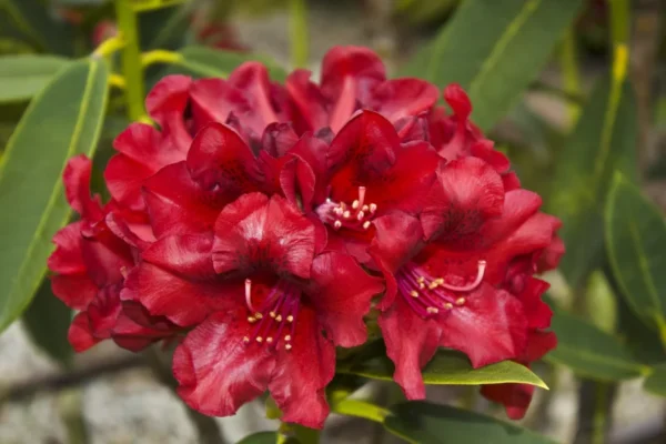 Rhododendron Plant Rich Black Red Flowers, 1-3 Year Old, Gallon Pot