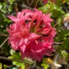 Rhododendron Plant - Rose Pink Flowers - Gallon Pot Size, 1-3 Year Old Azaleas Plant