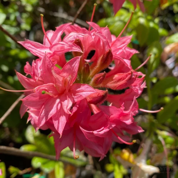 Rhododendron Plant - Rose Pink Flowers - Gallon Pot Size, 1-3 Year Old Azaleas Plant