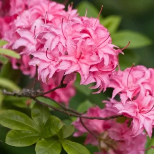 Rhododendron Plant - Rose Pink Flowers - Gallon Pot Size, 1-3 Year Old Azaleas Plant