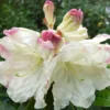 Rhododendron Plant - Showy White & Pink Flowers, Gallon Pot, 1-3 Year Old