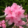 Rhododendron Plant - Vibrant Pink Aglo Rhododendron - 1 Gallon Pot - Flowering Shrub