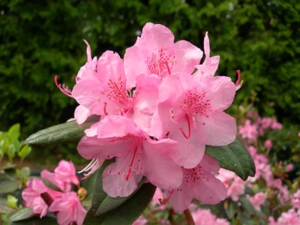 Rhododendron Plant - Vibrant Pink Aglo Rhododendron - 1 Gallon Pot - Flowering Shrub