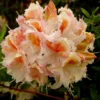 Rhododendron Plant: White-Orange Flowers, 1-3 Year Old Azalea, Gallon Pot