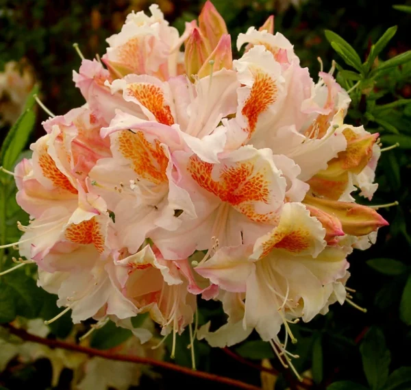 Rhododendron Plant: White-Orange Flowers, 1-3 Year Old Azalea, Gallon Pot