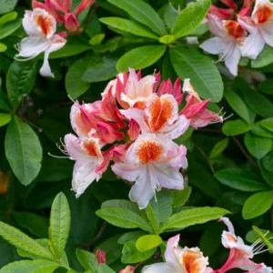 Rhododendron Plant: White-Orange Flowers, 1-3 Year Old Azalea, Gallon Pot
