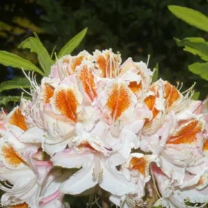 Rhododendron Plant: White-Orange Flowers, 1-3 Year Old Azalea, Gallon Pot