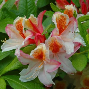 Rhododendron Plant: White-Orange Flowers, 1-3 Year Old Azalea, Gallon Pot