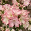 Rhododendron Plant - White-Pink Flowers, Gallon Pot Size, 1-3 Year Old Azalea Plant