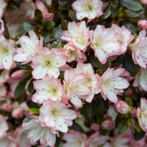 Rhododendron Plant - White-Pink Flowers, Gallon Pot Size, 1-3 Year Old Azalea Plant