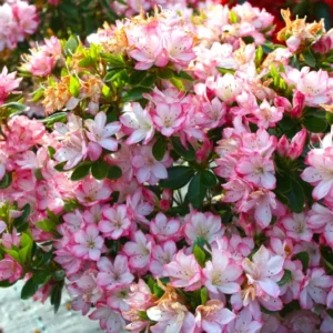 Rhododendron Plant - White-Pink Flowers, Gallon Pot Size, 1-3 Year Old Azalea Plant