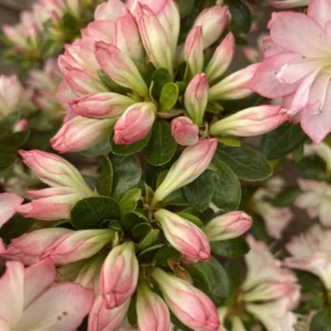 Rhododendron Plant - White-Pink Flowers, Gallon Pot Size, 1-3 Year Old Azalea Plant
