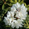 Rhododendron Plant - White-Yellow Flowers, Gallon Pot, 1-3 Year Old Azalea