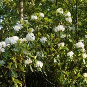 Rhododendron Plant - White-Yellow Flowers, Gallon Pot, 1-3 Year Old Azalea