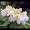 Rhododendron Plant White-Yellow Flowers Gallon Pot | Dwarf Hybrid Shrub