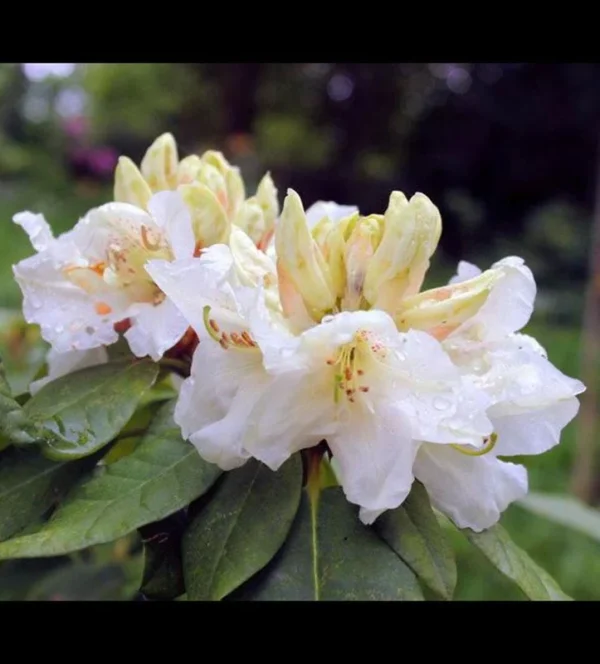 Rhododendron Plant White-Yellow Flowers Gallon Pot | Dwarf Hybrid Shrub