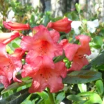 Rhododendron Plant - Yellow-Gold-White Flower, Gallon Pot - 1-3 Year Old Rhododendrons Azaleas