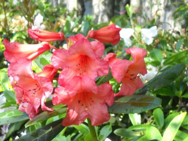 Rhododendron Plant - Yellow-Gold-White Flower, Gallon Pot - 1-3 Year Old Rhododendrons Azaleas