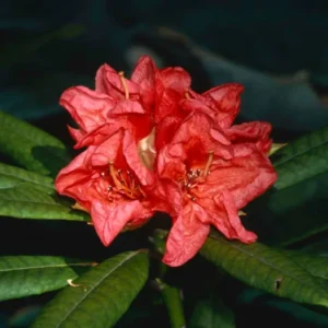 Rhododendron Plant - Yellow-Gold-White Flower, Gallon Pot - 1-3 Year Old Rhododendrons Azaleas