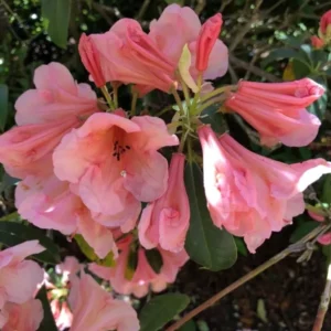 Rhododendron Plant - Yellow-Gold-White Flower, Gallon Pot - 1-3 Year Old Rhododendrons Azaleas