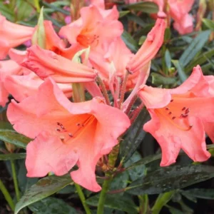 Rhododendron Plant - Yellow-Gold-White Flower, Gallon Pot - 1-3 Year Old Rhododendrons Azaleas