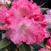 Rich Pink Rhododendron Plant - Gallon Pot - Flowering Shrub