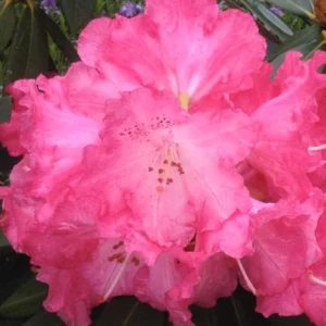 Rich Pink Rhododendron Plant - Gallon Pot - Flowering Shrub