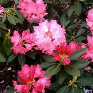 Rich Pink Rhododendron Plant - Gallon Pot - Flowering Shrub