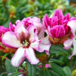 Rich Purple Rhododendron Plant - 1 Gallon Pot - Blooming Shrub