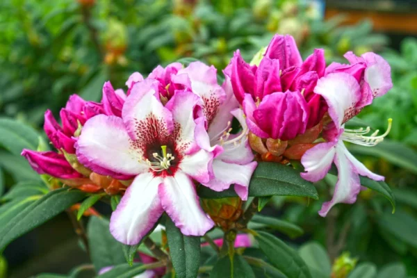 Rich Purple Rhododendron Plant - 1 Gallon Pot - Blooming Shrub